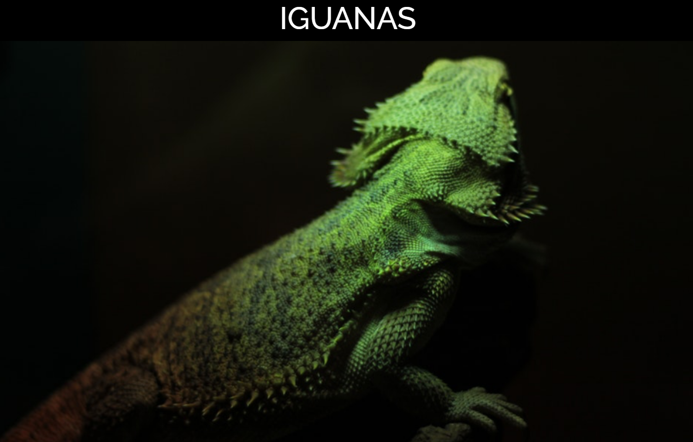Captura Iguana Page