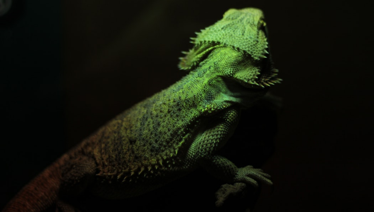 Iguana verde en primer plano