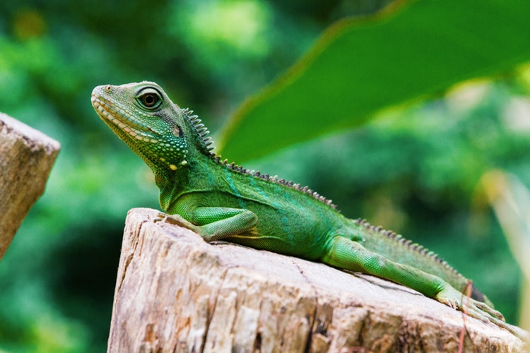 Detalle de la cabeza de una iguana