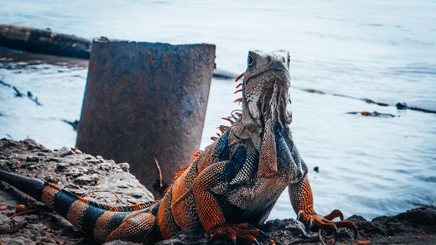 Iguanas en la costa