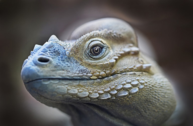 Primer plano de iguana joven
