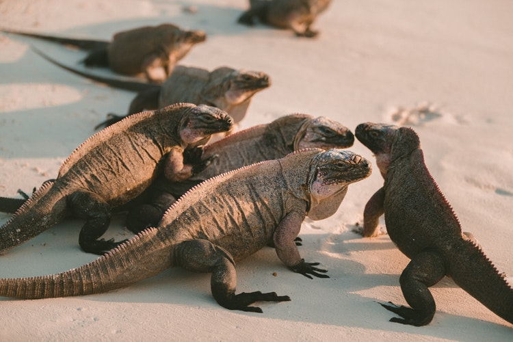 Varias iguanas en grupo