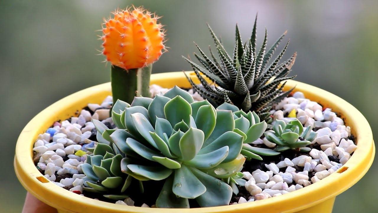 Suculenta 1