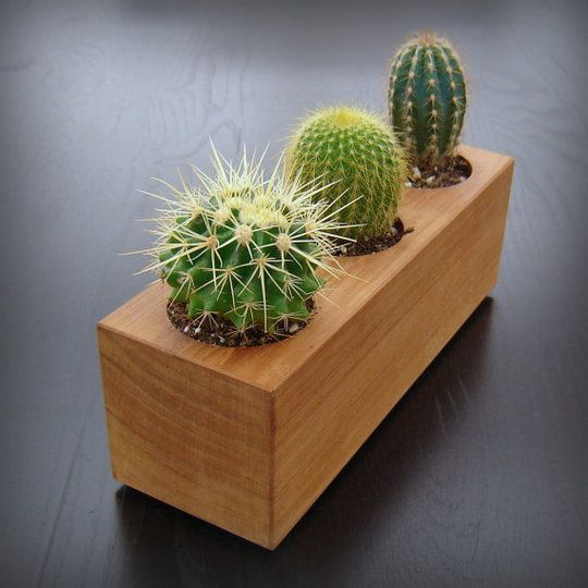 Suculenta 3